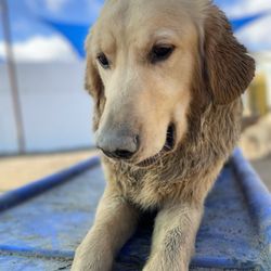 Thousand Hills Pet Resort