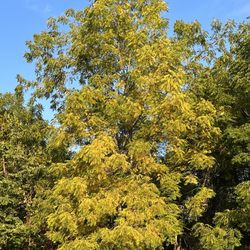 Whispering Pines Family Campground - Fall colors