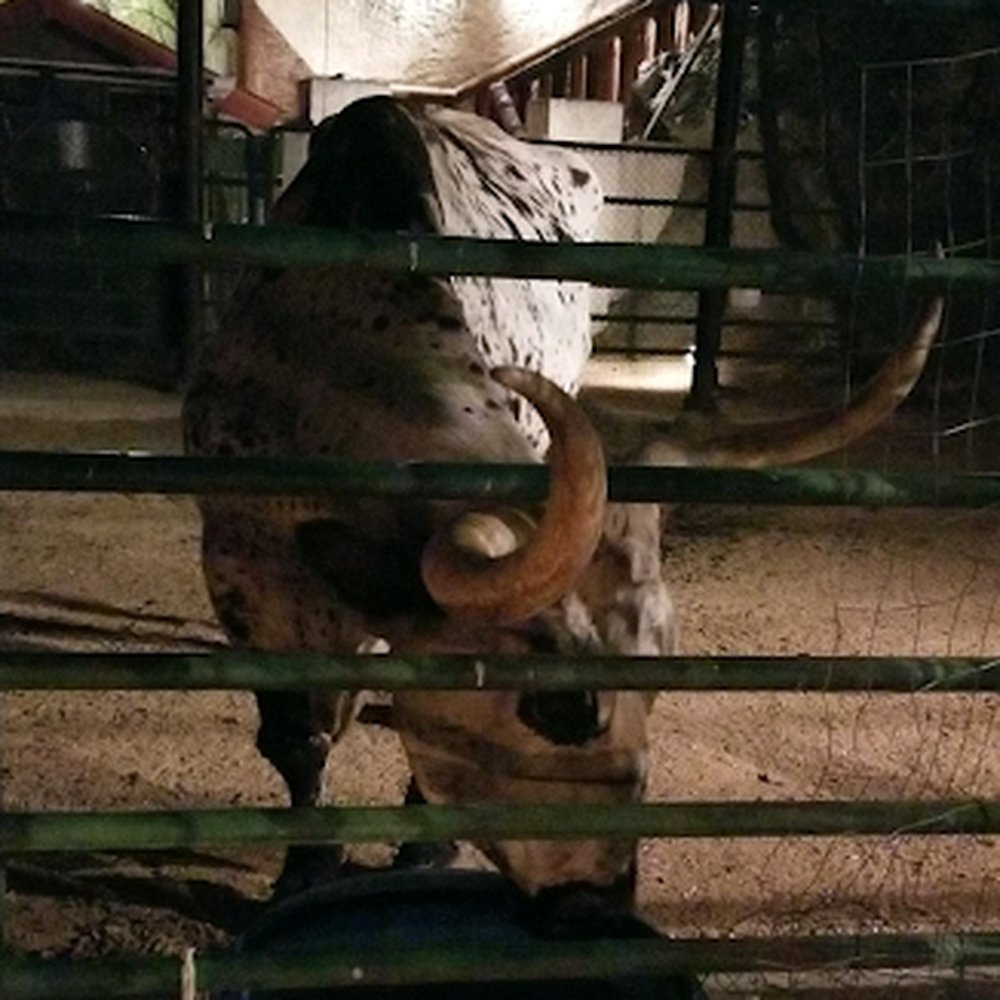 Rustler's Rooste - Steakhouses Near Me - Phoenix, Arizona