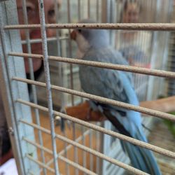 XtremeMundial Birds - So excited Found my baby can't wait still behind handfed but in two weeks Zazu will be home