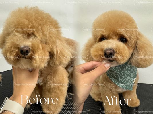 Superstar grooming package - This pup came in for a summer cut to stay cool and comfortable.