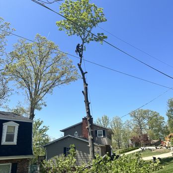 Miley's Tree - Tree Services Near Me - Charleston, West Virginia Miley's Tree - Tree Services Near Me - Charleston, West Virginia