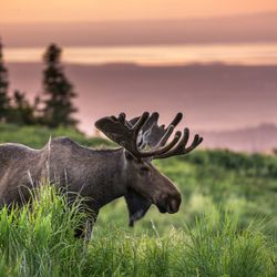 Alaska Photo Treks - Bull moose in velvet on Chugach Mountains [Sunset Photo Safari]