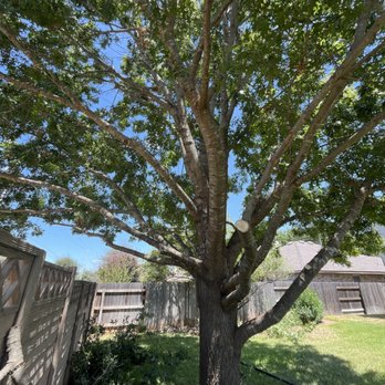 Cruz tree service - Lawn Services Near Me Cruz tree service - Lawn Services Near Me