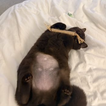 Amazing Small Animal Practice - Shaved tummy with tiny incision - Veterinarians Near Me - Gardena, California Amazing Small Animal Practice - Shaved tummy with tiny incision - Veterinarians Near Me - Gardena, California