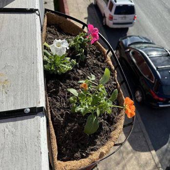 Second Chance Plants - Flowers from the store in my pot - Nurseries & Gardening Near Me - Lancaster, Pennsylvania
