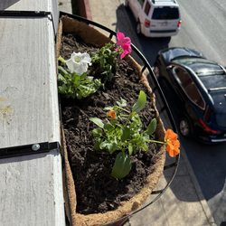 Second Chance Plants - Flowers from the store in my pot