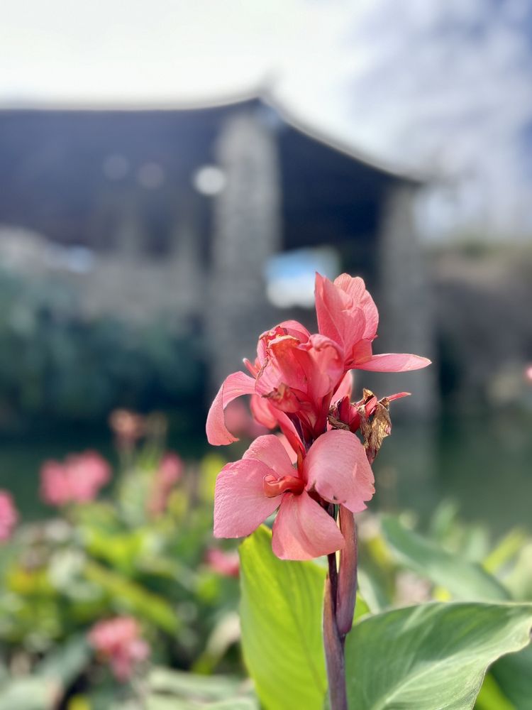 Japanese Tea Garden