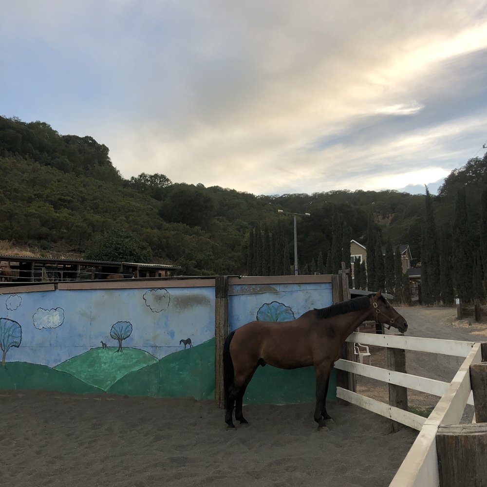 Franklin Canyon Stables - Outdoor arena used for turn outs - Horse Boarding Near Me - Martinez, California