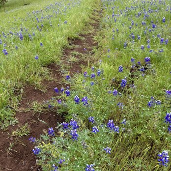 North Table Mountain - Wildflowers - Hiking Near Me - Oroville, California