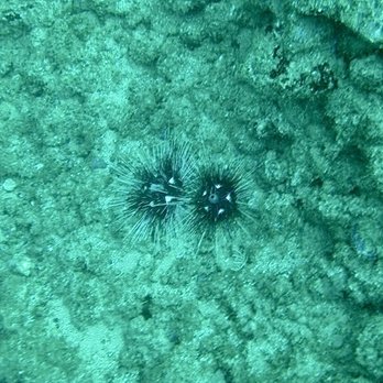 PV Ocean Tours - Does anyone else immediately get hungry? Uni yum nom... - Snorkeling Near Me - Puerto Vallarta, JAL
