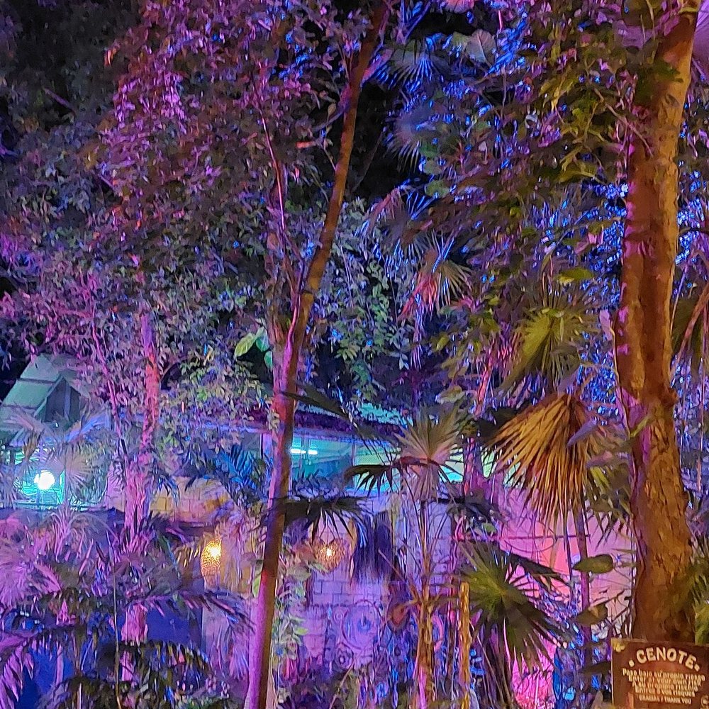 The garden