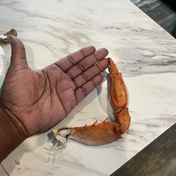 Cypress Point Store - 1 male crab claw vs my hand.