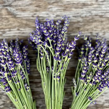 Mossbrook Roots Florist - Florists Near Me - Plattsburgh, New York Mossbrook Roots Florist - Florists Near Me - Plattsburgh, New York