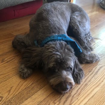 Pups Parlor - Rex Sporting his cute bandanna from Tori - Pet Groomers Near Me - Portland, Oregon