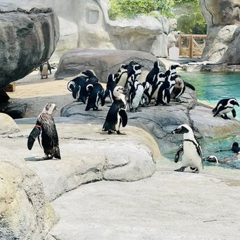 Denver Zoo - Penguins - Zoos Near Me - Denver, Colorado
