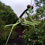 Photo of Annabelle the Praying Mantis