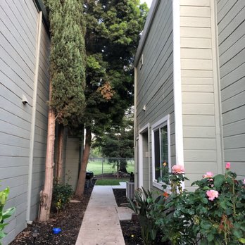 R's Tree Care - Before...Three ugly trees on the left. - Tree Services Near Me