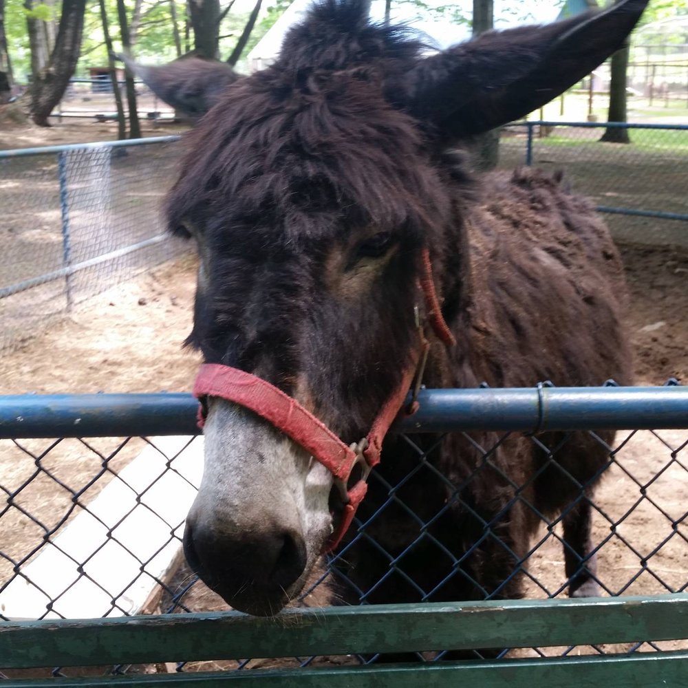 Bailiwick Animal Park - Donkey - Horseback Riding Near Me - Catskill, New York