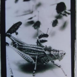 Sattva Gallery - The cricket card I found and sent to my friend!