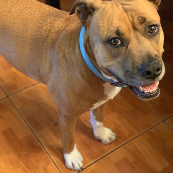 Long Beach Animal Care Services - Maggie giving us her happy face. - Animal Shelters Near Me - Long Beach, California Long Beach Animal Care Services - Maggie giving us her happy face. - Animal Shelters Near Me - Long Beach, California