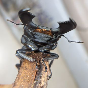 GT Butterfly House & Bug Zoo - Giant Stag Beetle! This guy's name is Steve. - Zoos Near Me - Williamsburg, Michigan GT Butterfly House & Bug Zoo - Giant Stag Beetle! This guy's name is Steve. - Zoos Near Me - Williamsburg, Michigan