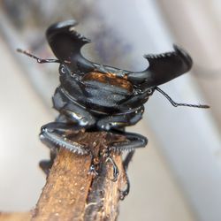GT Butterfly House & Bug Zoo - Giant Stag Beetle!  This guy's name is Steve.