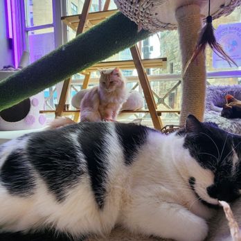 Purple Cat Cafe - Cafes Near Me - Glasgow, GLG