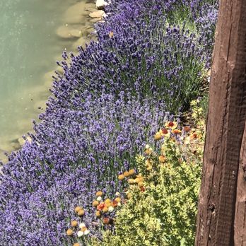 Young Living Lavender Farm - Farms Near Me - Mona, Utah Young Living Lavender Farm - Farms Near Me - Mona, Utah