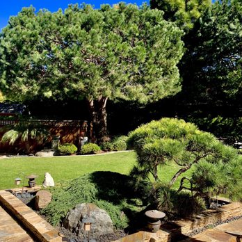 Sutton Tree Service - Thinned & laced our large pines - Tree Services Near Me - Vista, California