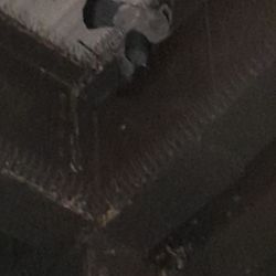 RTC 4th Street Bus Station - Pic taken appx 3/3/24 4 days after I found a cooing pigeon in distress notified several