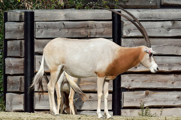 Parc zoologique de Paris by null