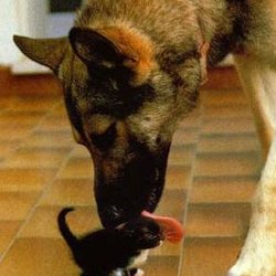 Stay At Home Pet Care