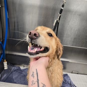 Scenthound San Diego Carmel Valley - Bath time pic shared during her service - Pet Groomers Near Me - San Diego, California Scenthound San Diego Carmel Valley - Bath time pic shared during her service - Pet Groomers Near Me - San Diego, California