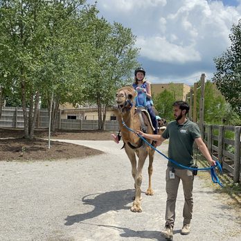 Ark Encounter - Camel rides for $10 - Museums Near Me - Williamstown, Kentucky Ark Encounter - Camel rides for $10 - Museums Near Me - Williamstown, Kentucky