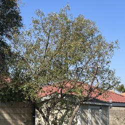 D & A Tree Service - Camphor Tree never been trimmed  until this time with us.