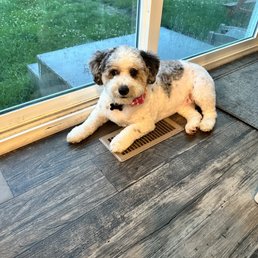 Glitz And Glamour Dog Grooming: Transform Your Pet's Style