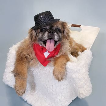 GroomXpress - Pet Groomers Near Me - Glendale, Arizona