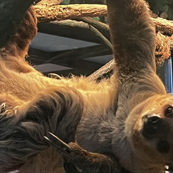 Ripley's Mirror Maze - Sloth - Aquariums Near Me - Myrtle Beach, South Carolina Ripley's Mirror Maze - Sloth - Aquariums Near Me - Myrtle Beach, South Carolina