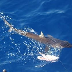 Taco Hooked Up Fishing Charters