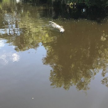 Airboat Adventures - Gator - Boat Tours Near Me - Lafitte, Louisiana Airboat Adventures - Gator - Boat Tours Near Me - Lafitte, Louisiana