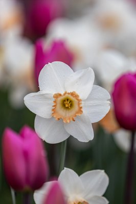 Skagit Valley Tulip Festival Headquarters by null