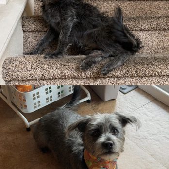 Coat & Tail Grooming - Pet Groomers Near Me Coat & Tail Grooming - Pet Groomers Near Me