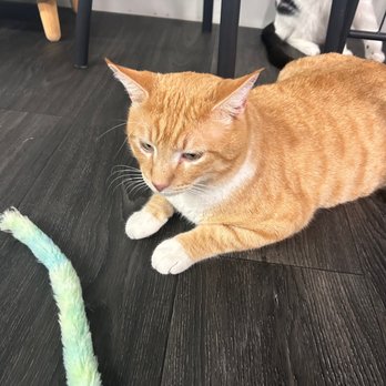 Tail Town - Pet Adoption Near Me - Pasadena, California