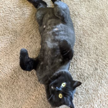 Top Cat & Tails - Pet Groomers Near Me - Nashville, Tennessee Top Cat & Tails - Pet Groomers Near Me - Nashville, Tennessee