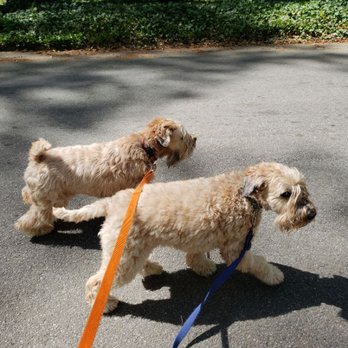 Render Your Paws - Walking the twins Farley and Niles, they are super protective of me but I'm the one in control at all times. - Dog Walkers Near Me - Stone Mountain, Georgia Render Your Paws - Walking the twins Farley and Niles, they are super protective of me but I'm the one in control at all times. - Dog Walkers Near Me - Stone Mountain, Georgia