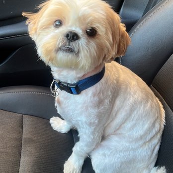 Paw Paw Pet Grooming - My baby boy all trimmed and clean - Pet Groomers Near Me - Alhambra, California Paw Paw Pet Grooming - My baby boy all trimmed and clean - Pet Groomers Near Me - Alhambra, California