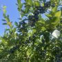 Photo of Radke's Blueberries
