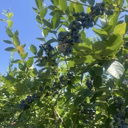 Radke's Blueberries