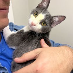 Huntsville Veterinary Specialists & Emergency - My baby cat with a lily stained face, as we saw her during visiting hours